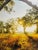 Title: Untitled (Sunlit Path Under Live Oak Branches) Artist: Will Dickey Year: 21st century Medium: Direct Print on ACM...