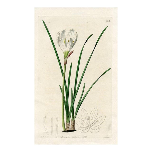 1823, Peruvian Amaryllis Botanical Print, the Botanical Register, Original Antique Botanical Print, Engraving, Hand Colored, England For Sale
