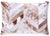Add warmth, texture, and timeless craftsmanship to your home with this 16 x 24 inch genuine cowhide leather lumbar pillow,...