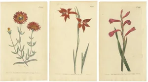 Curtis, Illustrations of Red Gladiolus, Purple Gerbera Daisy and Pink Canna Lily, 1799, Prints, Set of 3