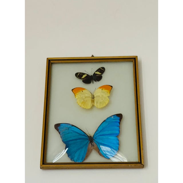 Contemporary Butterflies Specimens in a Conflex Glass Frame For Sale - Image 3 of 6