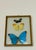 Contemporary Butterflies Specimens in a Conflex Glass Frame For Sale - Image 3 of 6