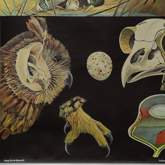 Goshawk Buzzard Long-Eared Owl Rollable Wall Chart Poster by Jung Koch Quentell For Sale - Image 3 of 6