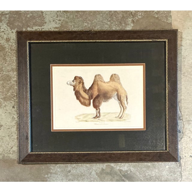 This vintage framed camel print offers a refined interpretation of natural history illustration, featuring delicate line...