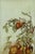 Pears Aplenty in Victorian Days 1890s Exceptionally well painted Pear example from earlier days and simpler times....