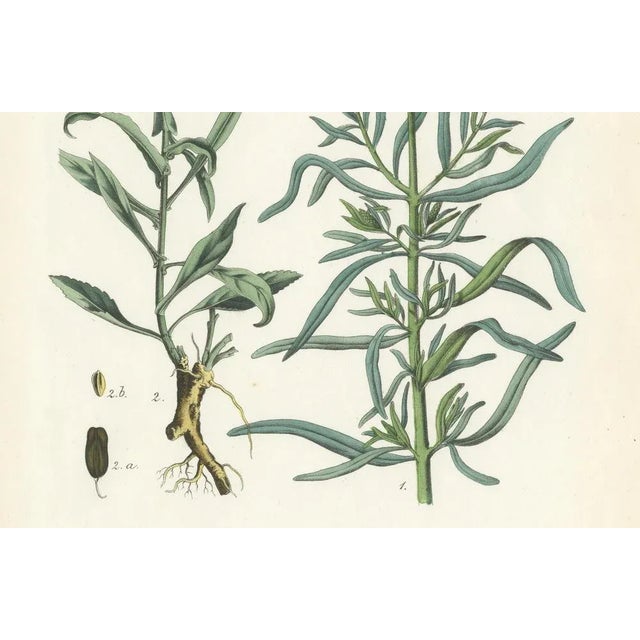 Calwer, Hand-Colored Botanical Illustration of Woad and White Goosefoot, 1854, Lithograph For Sale - Image 3 of 6