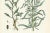 Calwer, Hand-Colored Botanical Illustration of Woad and White Goosefoot, 1854, Lithograph For Sale - Image 3 of 6
