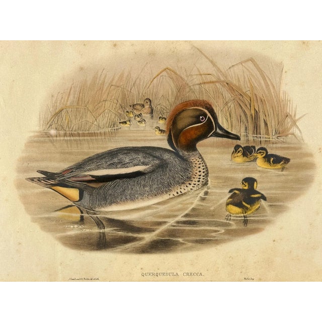 After John Gould (1804-1881), Pair of Framed Antique Lithographs, Borghese Gallery For Sale - Image 4 of 15