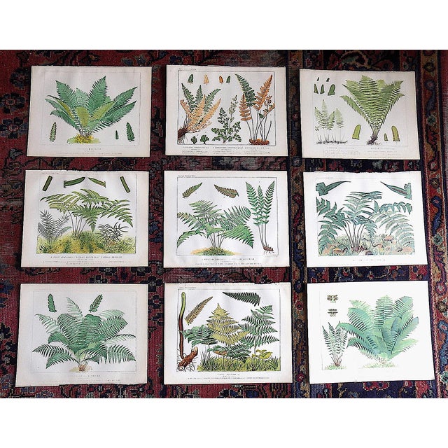 Authentic Antique 19th Century Large Botanical Fern Chromolithographs - Set of 9 For Sale - Image 12 of 12