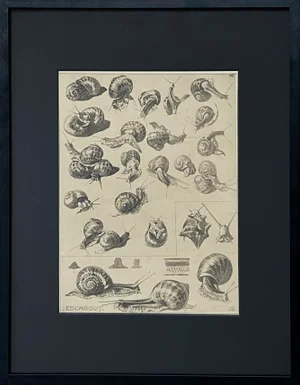 Early 20th Century "Escargot" Photogravure by Mathurin Méhuet, Framed
