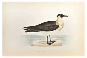 Alexander Francis Lydon, Pomerine Skua, Woodcut Print, 1870