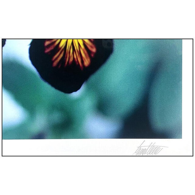 Mid-Century Modern 1980s Pansies, Colorado, Ernst Haas For Sale - Image 3 of 5