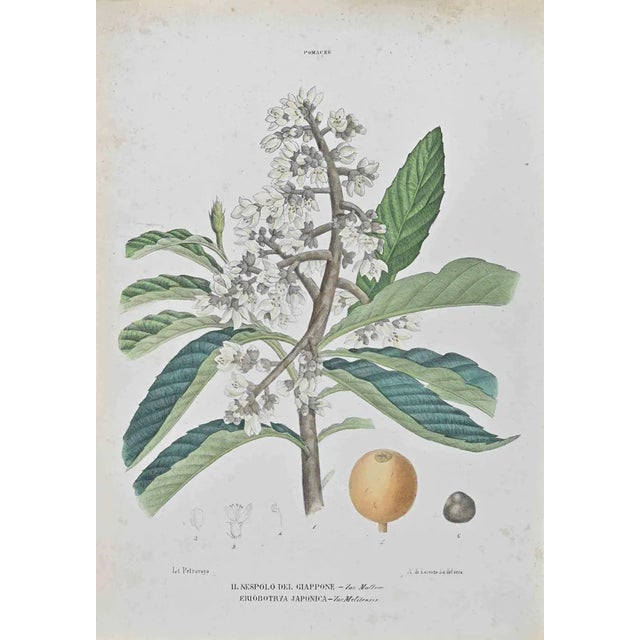 Vincenzo Tenore, Japanese Medlar, Lithograph, 1870s For Sale
