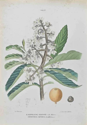 Vincenzo Tenore, Japanese Medlar, Lithograph, 1870s