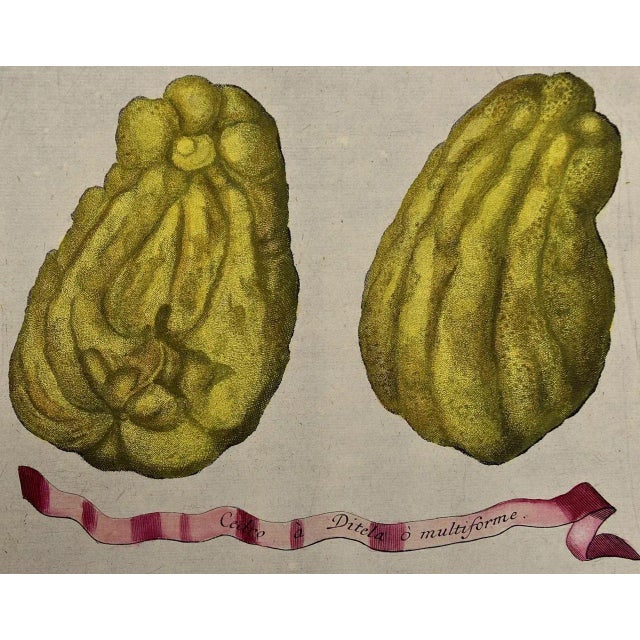 This is an early 18th century hand-colored copperplate engraving of lemons by Johann Christoph Volkhamer entitled "Cedro a...