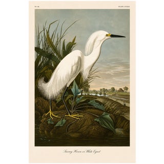 Snowy Heron or White Egret, Museum Style Audubon Bird Print, 20" X 30" For Sale