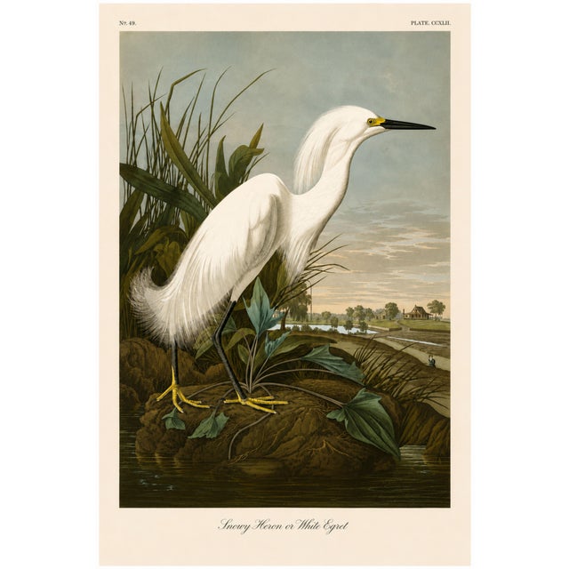 Snowy Heron or White Egret, Museum Style Audubon Bird Print, 20" X 30" For Sale