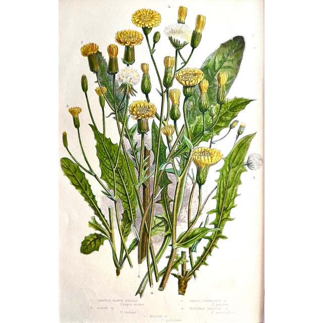 English Antique Floral Botanical Hand Colored Lithograph Print 1860 For Sale - Image 3 of 5