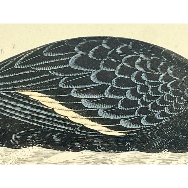 Late 19th Century Antique Hand Tinted Bird Print From England Featuring a Black Velvet Scoter - Circa 1888 For Sale - Image 5 of 12