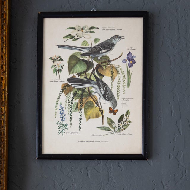 Realism Pair of Framed Bird and Botanical Prints by Arthur Singer Mockingbird and Goldfinch For Sale - Image 3 of 16