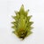 Mid-Century Modern Italian Modern Murano Glass Leaf Sconces, 2000, Set of 2 For Sale - Image 3 of 9