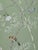 Chinoiserie Hand-Painted Wallpaper Panels, Soft Sage Green Background With Floral & Bird Mural, Set of 5 For Sale - Image 4 of 5