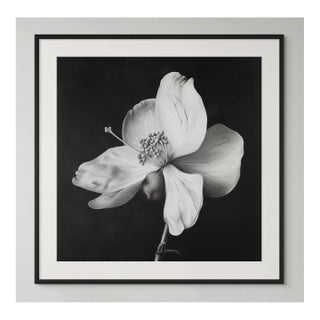 20" X 20" - 'Nutmeg Flower' - Black and White Botanical Photography Print For Sale