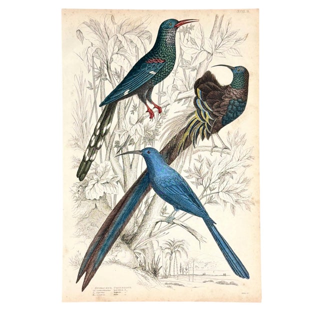 Victorian 1835 Sapphire & Emerald Hummingbird Engraving | Framed With Archival Olive Mat For Sale - Image 3 of 9
