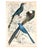 Victorian 1835 Sapphire & Emerald Hummingbird Engraving | Framed With Archival Olive Mat For Sale - Image 3 of 9