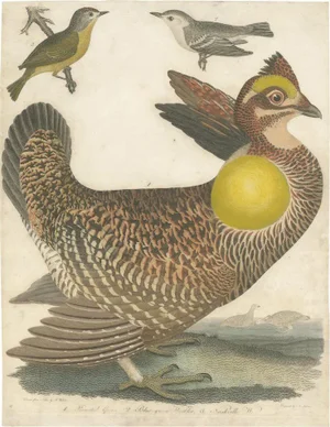 Wilson, Bird Illustration of the Pinnated Grouse and Warblers, 1820, Print