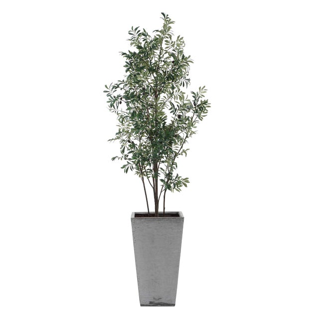 Kenneth Ludwig Chicago Sonora Olive Tree In Planter For Sale - Image 4 of 8