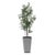 Kenneth Ludwig Chicago Sonora Olive Tree In Planter For Sale - Image 4 of 8