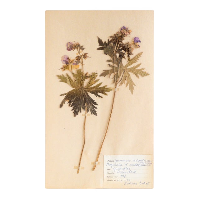 Vintage Swedish Herbarium - Geranium Cranesbill, Circa 1962 For Sale