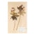 Vintage Swedish Herbarium - Geranium Cranesbill, Circa 1962 For Sale
