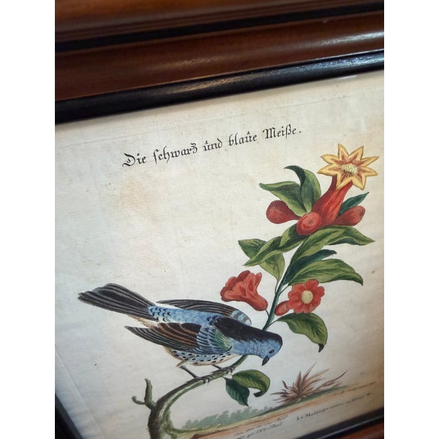 Printmaking Materials Pair Antique Original George Edwards Bird Prints, Framed For Sale - Image 7 of 15