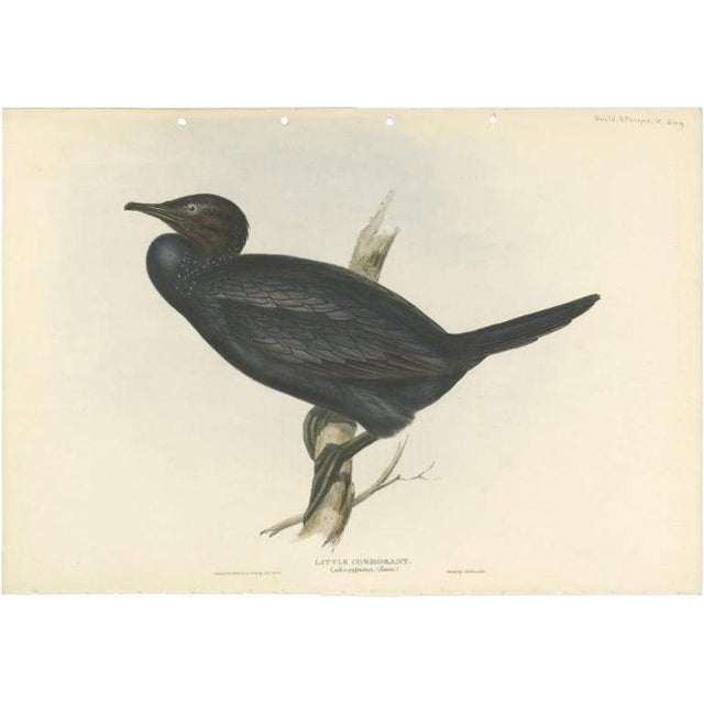 J. Gould, Little Cormorant, 1832, Paper For Sale