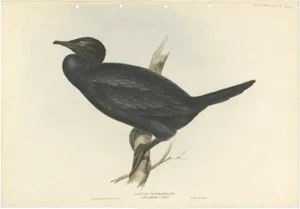 J. Gould, Little Cormorant, 1832, Paper