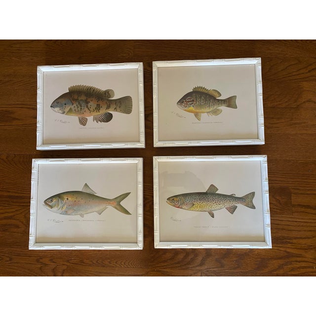 Set of four fish prints by artist Sherman Foote Denton, circa 1902. Publisher is NY State Forest, Fish and Game...