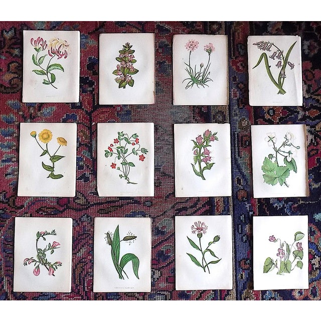 Antique 19th Century Anne Pratt Botanical Chromolithographs - Set of 12 For Sale - Image 10 of 10