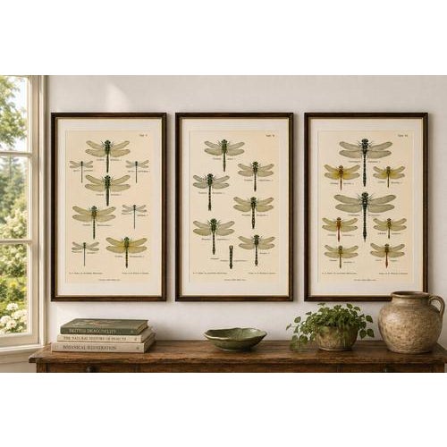 Title: Set of Three Dragonfly Lithographs from Die Geradflügler Mitteleuropas 1908 : A striking set of three original...