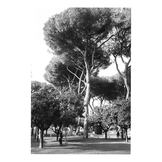 Paul Cooklin, Umbrella Pines, Edition of 50 For Sale