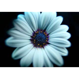 "White Candy" Photograph For Sale