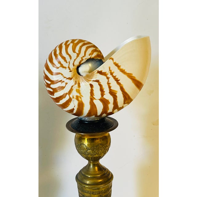 Gorgeous antique pair of nautilus sea shells on 19 th embossed brass candleholders.