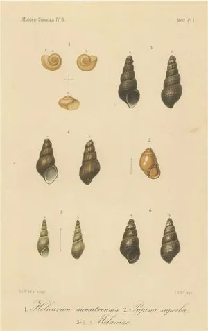 A.J.W., Sumatran Molluscs, 1887, Paper