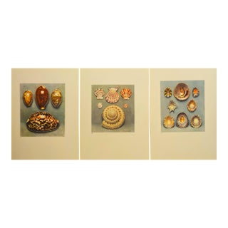 1935 Rare Set of 3 French Lithographs-Sea Shells For Sale