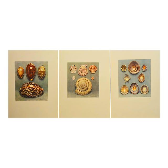 1935 Rare Set of 3 French Lithographs-Sea Shells For Sale