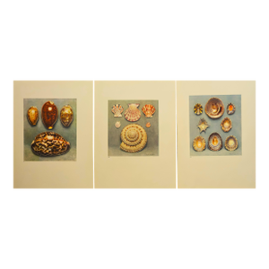 1935 Rare Set of 3 French Lithographs-Sea Shells
