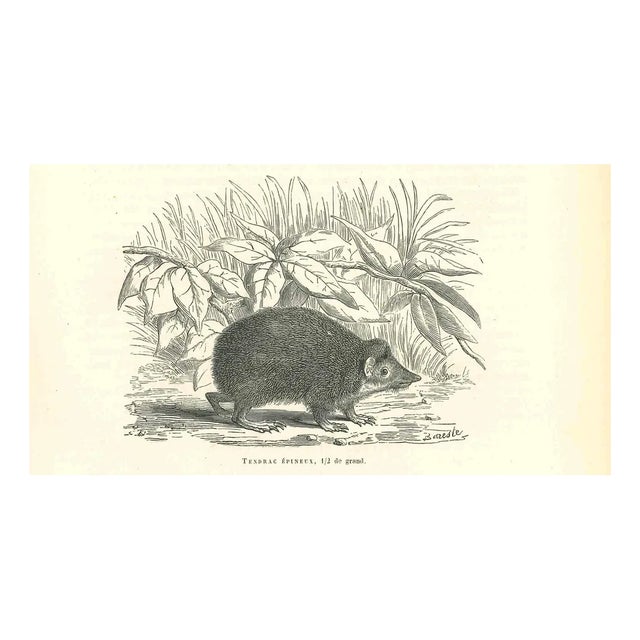 Paul Gervais, Tendrac Épineux, 1854, Lithograph For Sale