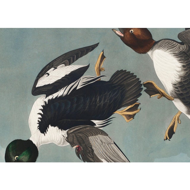 John James Audubon Golden-Eye Duck From Birds of America, Vintage Art Print Reproduction, 24″ × 18″ For Sale - Image 9 of 10