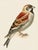 Blue 19th-Century Bird Illustrations — Fine Art Print Collection | Unframed For Sale - Image 8 of 17